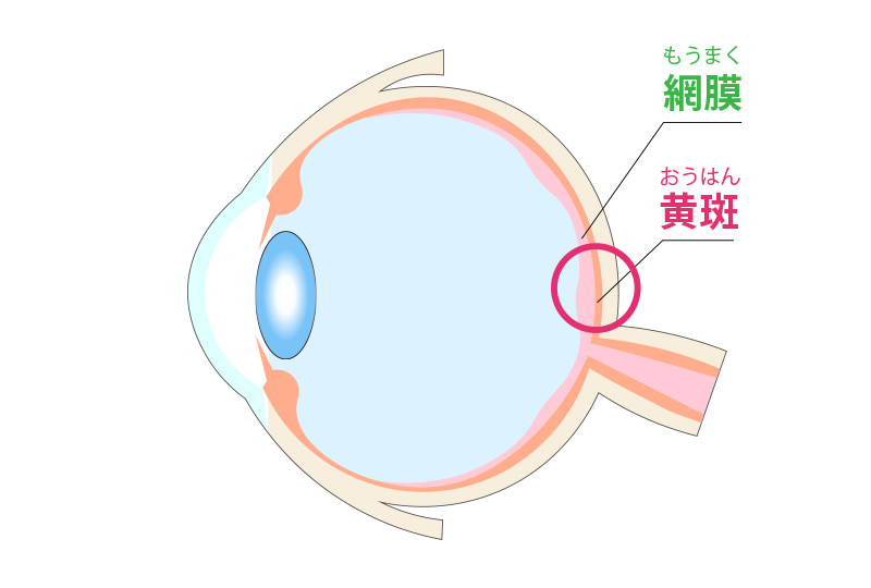 網膜と黄斑